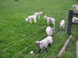 Lambs at Airfield 023