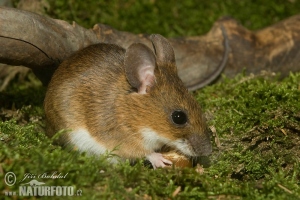 yellow-necked-field-mouse-34582