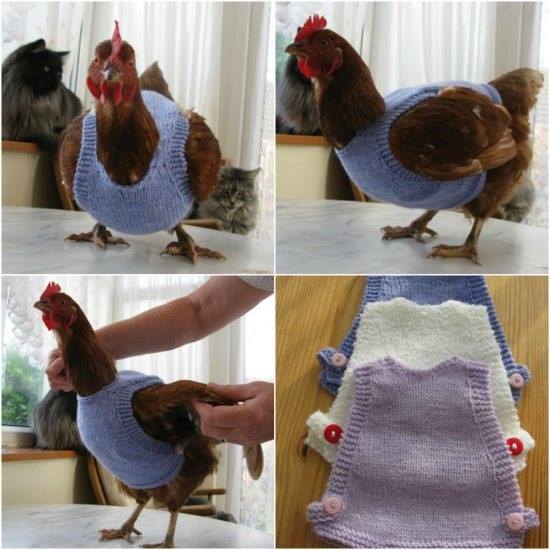 Knitting for chickens